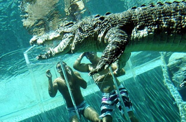 Gaiola da Morte, um encontro com crocodilos Gaiola da Morte, um encontro com crocodilos