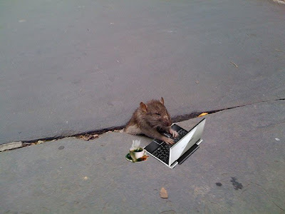 http://4.bp.blogspot.com/_mmBw3uzPnJI/Sug0nuMP8HI/AAAAAAAA1OA/7-L0eeukuqI/s400/sad_rat_sidewalk_16.jpg