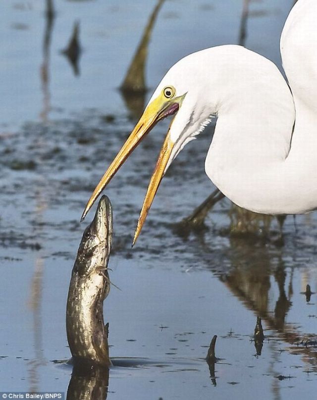 Macem Macem Ammm Mengintip Burung Bangau Makan Ikan