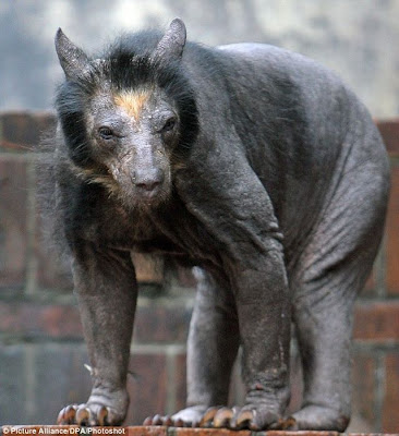 bear bald bears hairless shaved spectacular animals without hair fur animal oh bad funny strange looks why skin there creepy