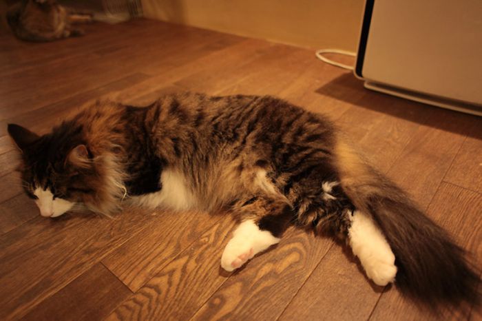 lazy