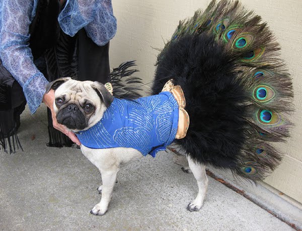 pug costumes for the gallery for gt pugs in wars costumes pug costumes for the gallery for gt pugs in wars costumes