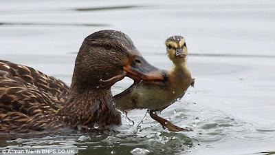 Bossy Duck Gives Duckling a Dunk Seen On www.coolpicturegallery.us Bossy Duck Gives Duckling a Dunk Seen On www.coolpicturegallery.us
