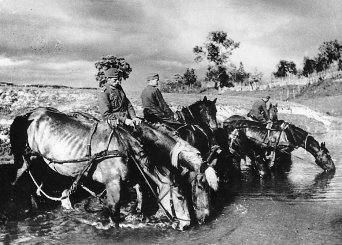 What Is The Best Military Branch >> Animals in War ~ Damn Cool Pictures What Is The Best Military Branch >> Animals in War ~ Damn Cool Pictures