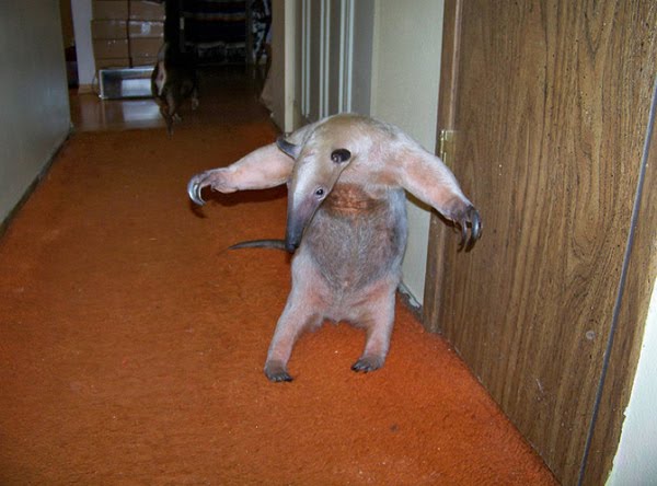 a pet pet anteater damn cool pictures a pet pet anteater damn cool pictures