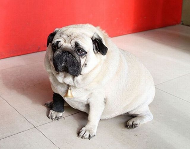 pug world records world s heaviest pug damn cool pictures pug world records world s heaviest pug damn cool pictures