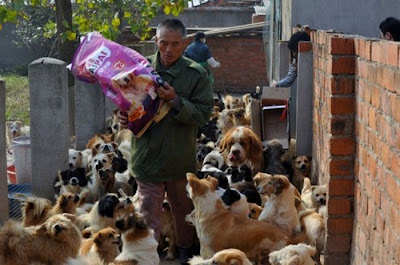 Chinese Woman Adopts 1500 Dogs, 200 Cats Seen On www.coolpicturegallery.us Chinese Woman Adopts 1500 Dogs, 200 Cats Seen On www.coolpicturegallery.us