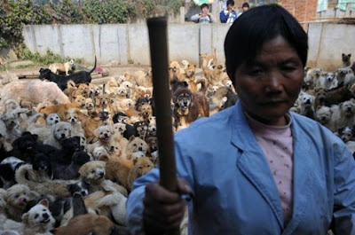 Chinese Woman Adopts 1500 Dogs, 200 Cats Seen On www.coolpicturegallery.us Chinese Woman Adopts 1500 Dogs, 200 Cats Seen On www.coolpicturegallery.us