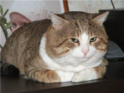 Amazing Cat Transformation Seen On www.coolpicturegallery.us Amazing Cat Transformation Seen On www.coolpicturegallery.us