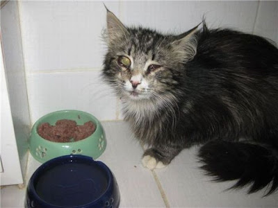 Amazing Cat Transformation Seen On www.coolpicturegallery.us Amazing Cat Transformation Seen On www.coolpicturegallery.us