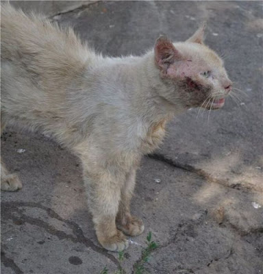 Amazing Cat Transformation Seen On www.coolpicturegallery.us Amazing Cat Transformation Seen On www.coolpicturegallery.us