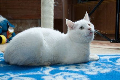 Amazing Cat Transformation Seen On www.coolpicturegallery.us Amazing Cat Transformation Seen On www.coolpicturegallery.us