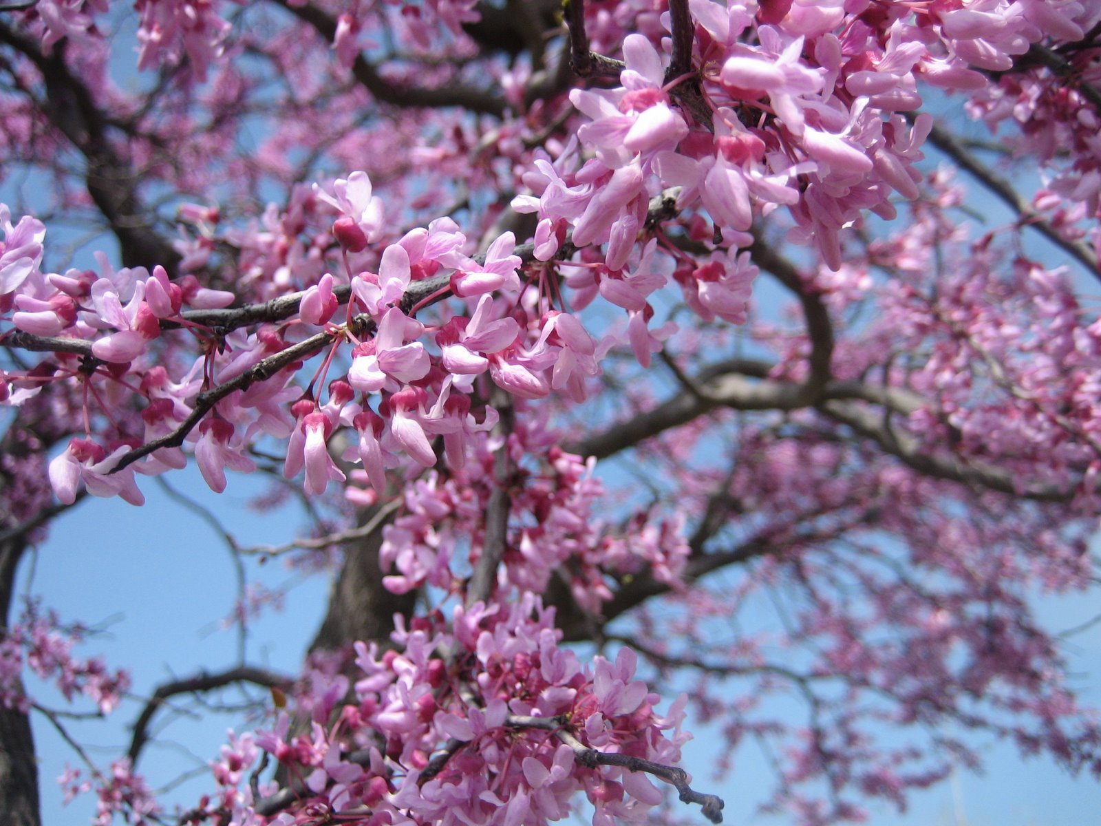 [Lake+Hefner+Springtime+047.JPG]