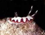 Papa's Nudibranch Gallery