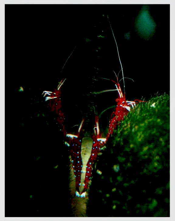 [cardinal-shrimps.jpg]