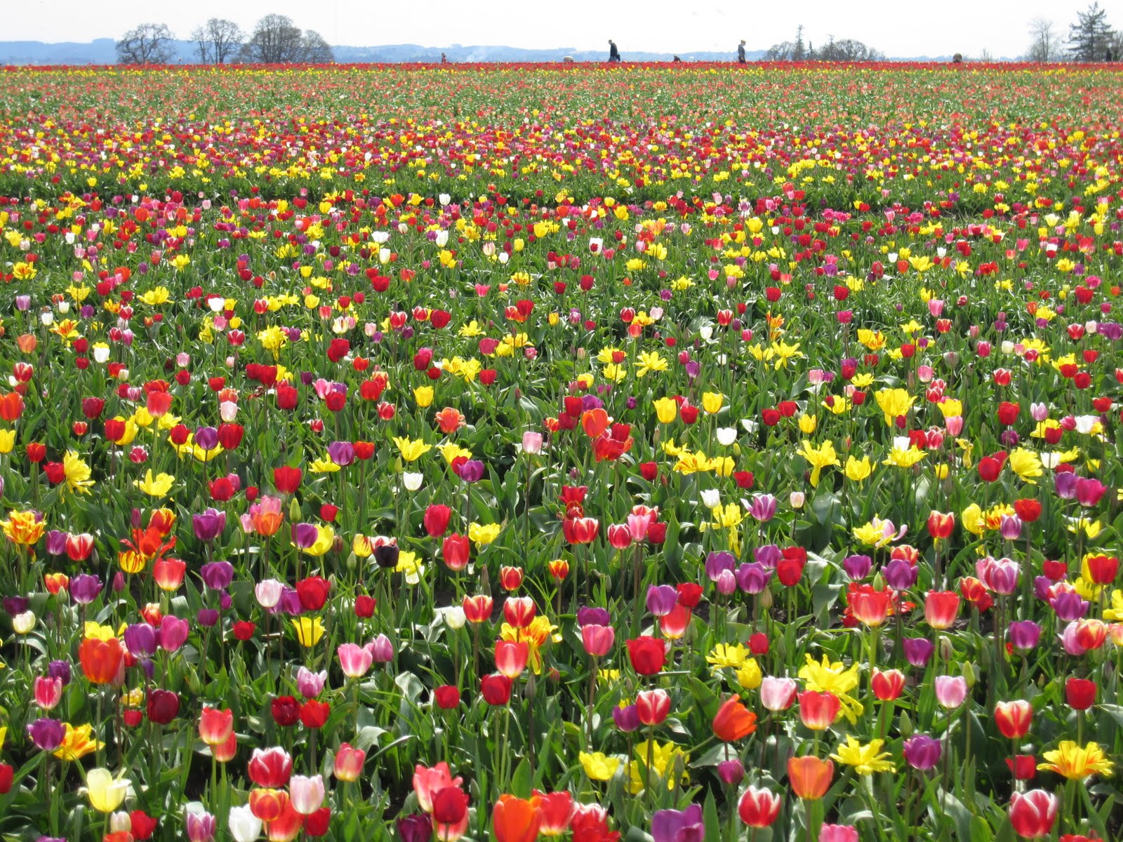 Portland (OR) Daily Photos Tulip Fest Wooden Shoe Tulip Farm