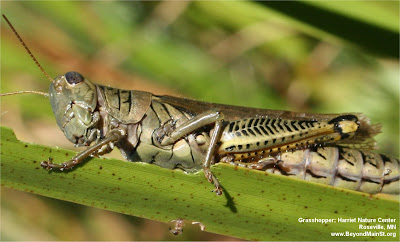 grasshopper at harriet alexander nature center, roseville mn