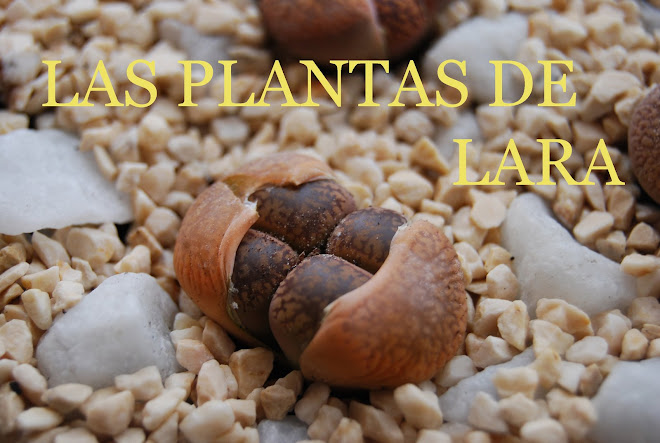 LAS PLANTAS DE LARA