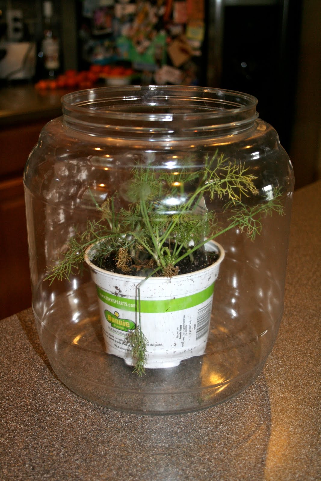 Milkweed Gardens FloridaFriendly Butterfly Container Gardening FollowUp