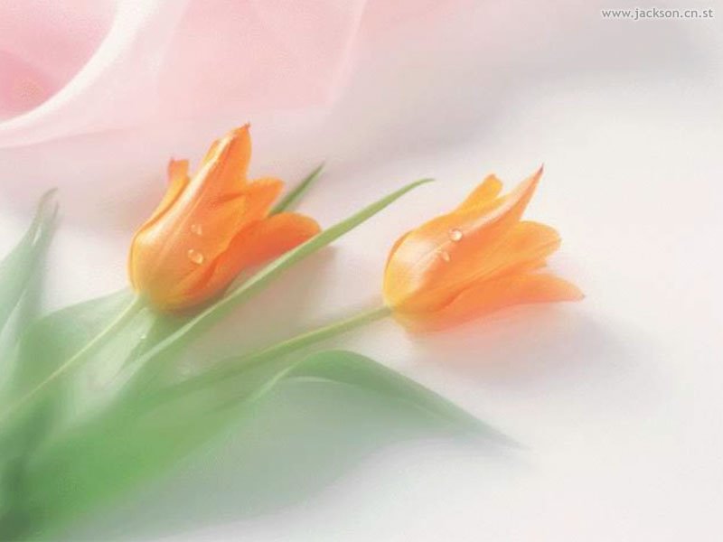 [flor.bmp]