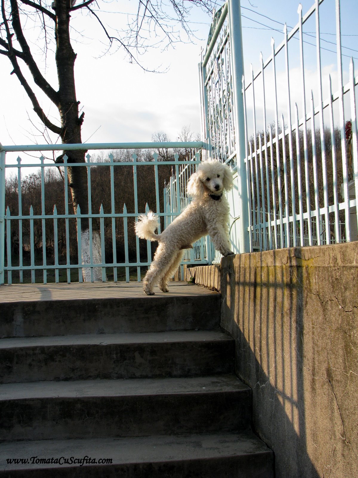 [20090321-+Minis+095.jpg]