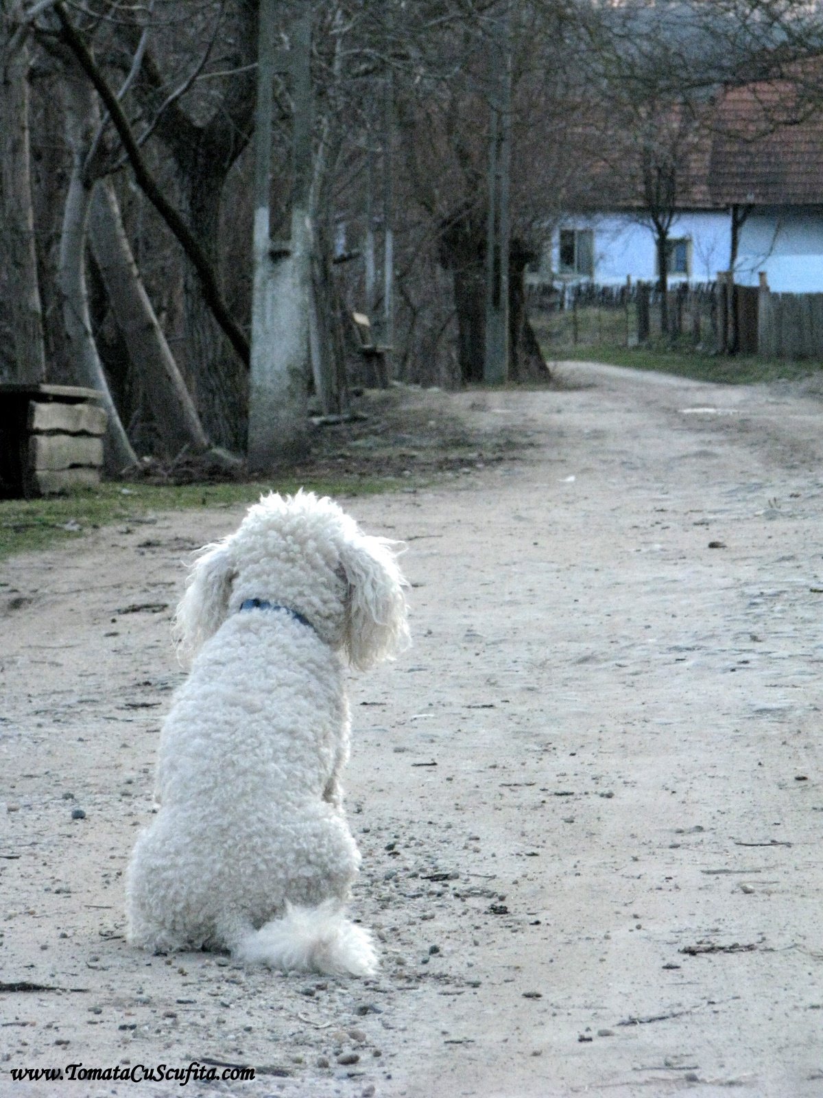 [20090321-+Minis+141.jpg]