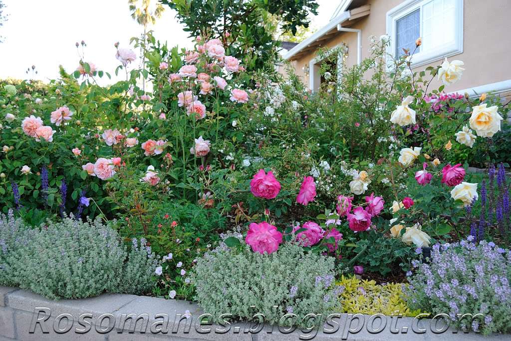 a rose is a rose companion plants for roses and some a rose is a rose companion plants for roses and some