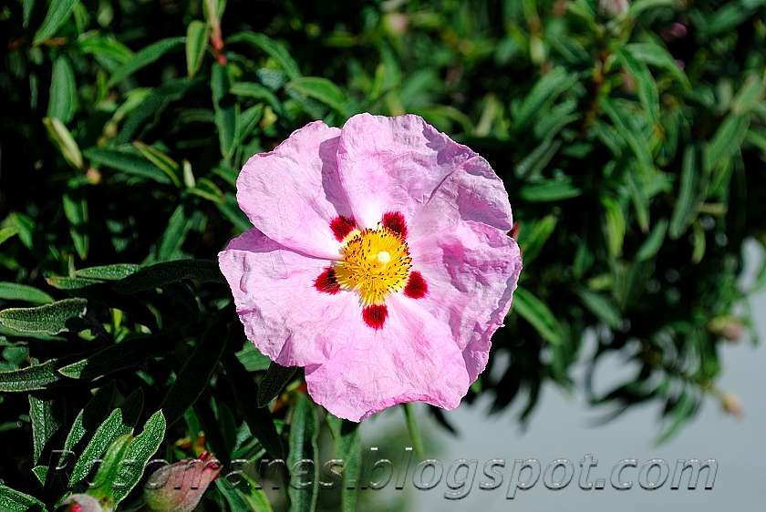 A Rose is a Rose... A Closer Look at a Rock Rose
