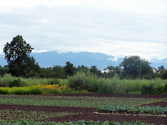 Kashmir