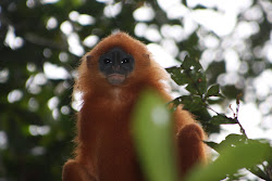 Red Leaf Monkey