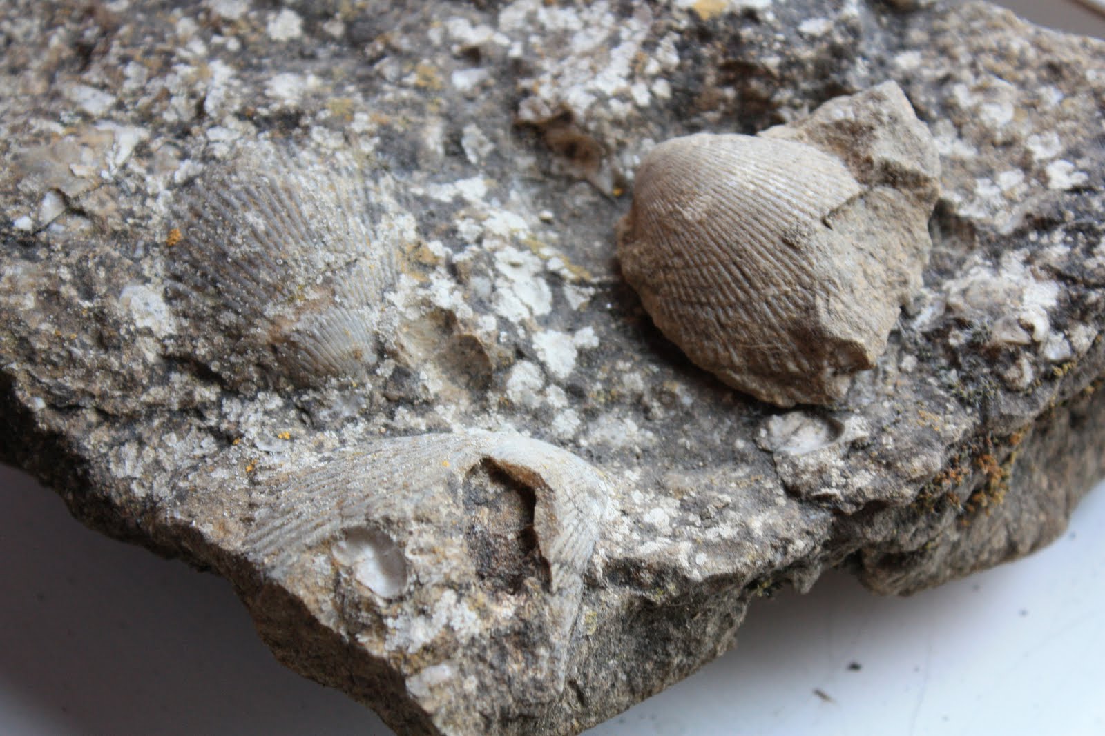 Life in the English Cotswolds Footprints of History