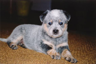 Australian Cattle Dog Puppies For Sale Vic Australian Cattle Dog Puppies For Sale Vic