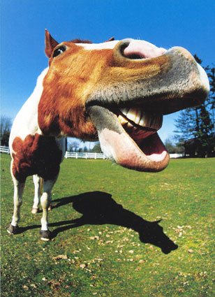 [Paint_Horse_Close_Up.jpg]