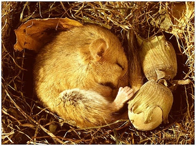 Facts about animal hibernation