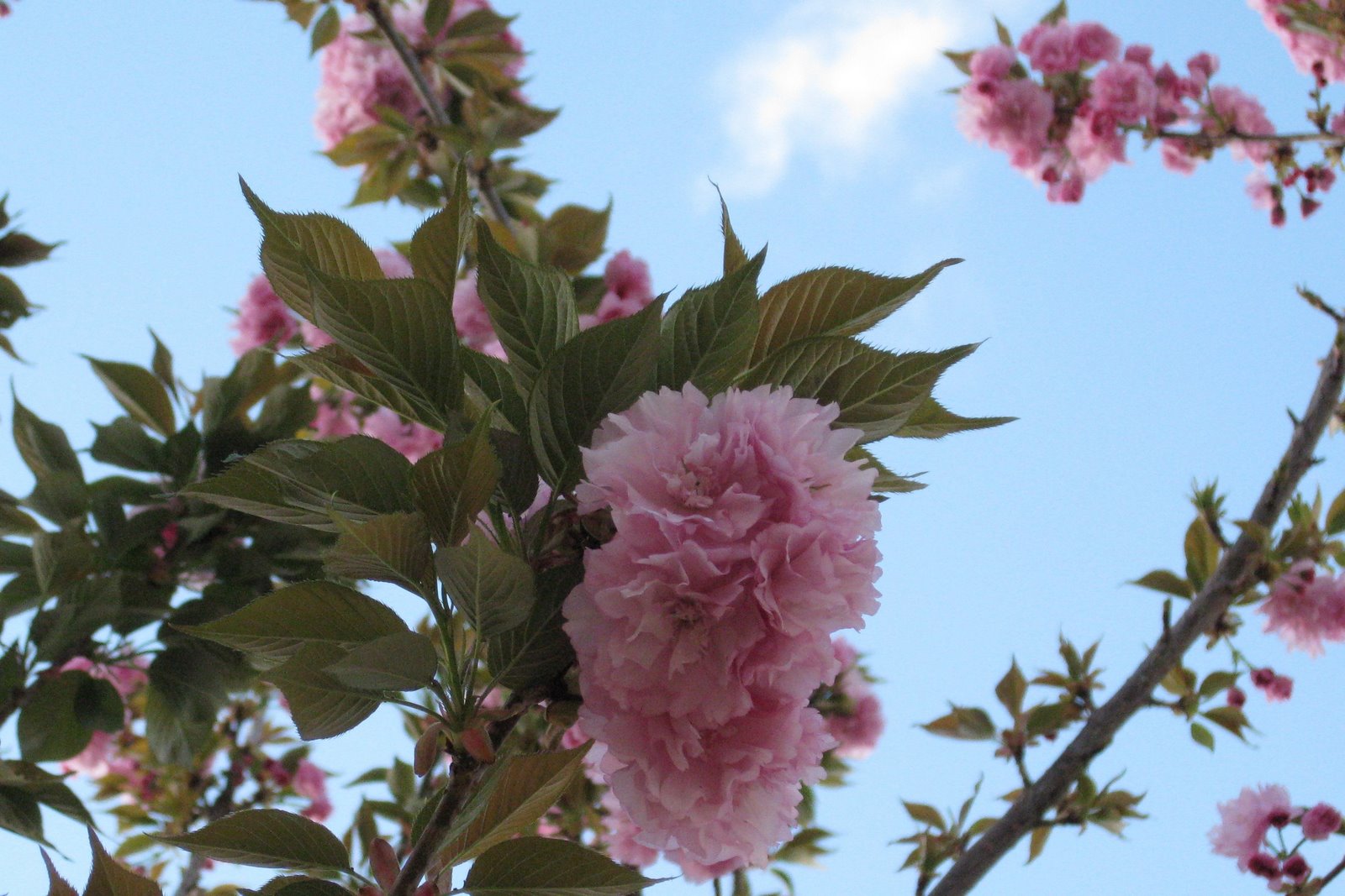 [flowers1.jpg]