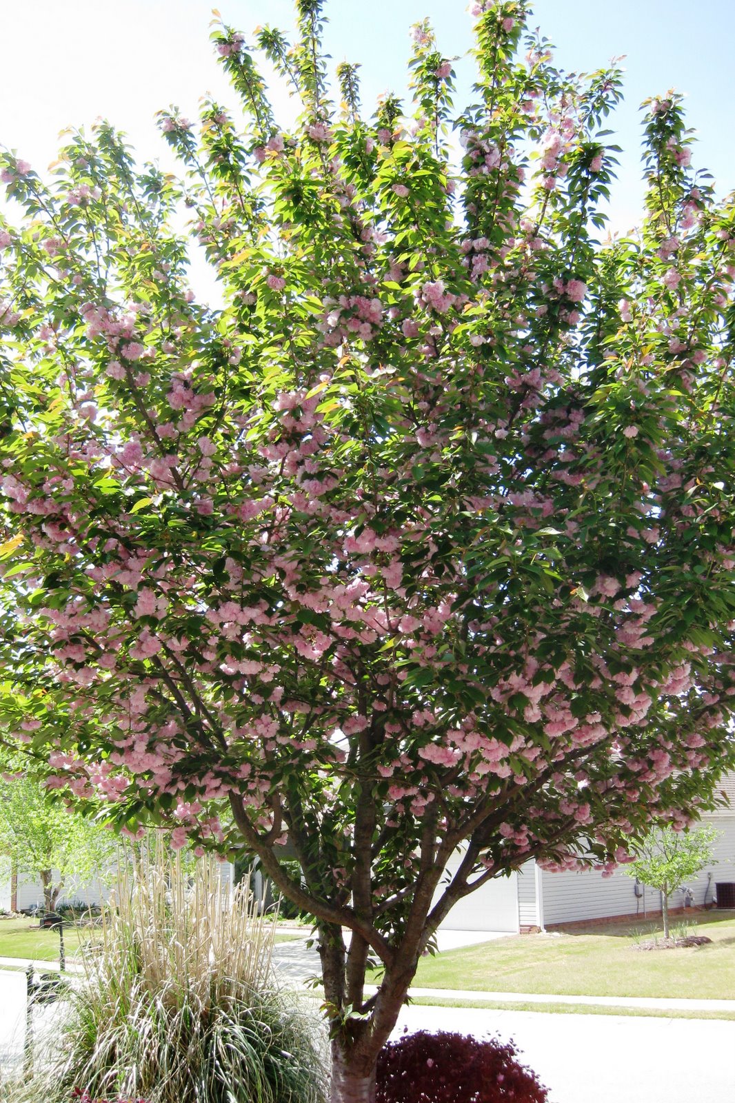 [flowers7.jpg]
