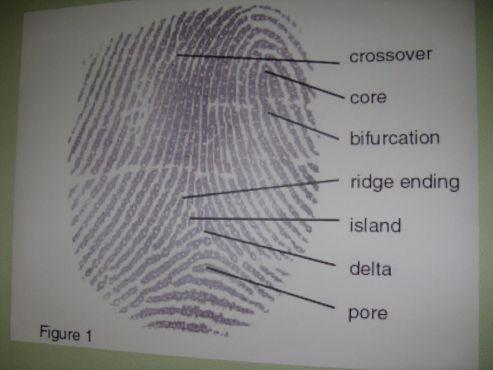 [fingerprint.PG.JPG]