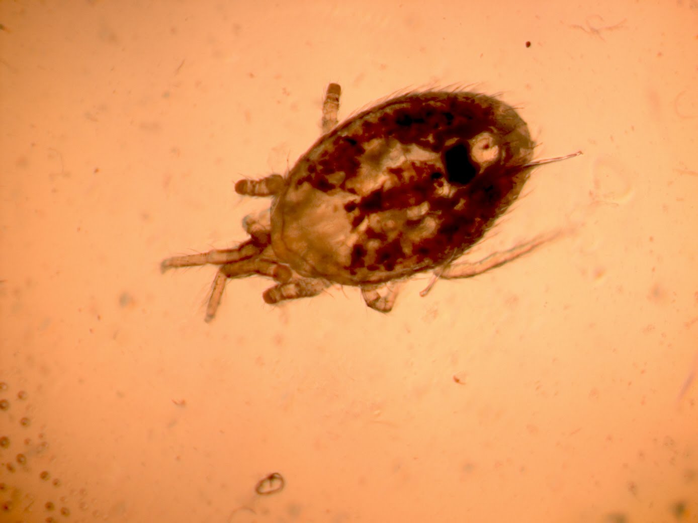 what do mites look like what do mites look like pictures to pin on pinsdaddy what do mites look like what do mites look like pictures to pin on pinsdaddy