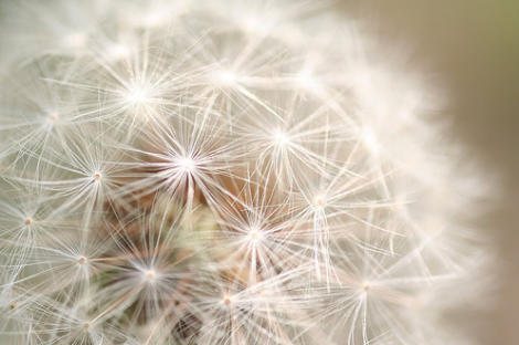 [getback_flickr+via+Design+Crush.png]