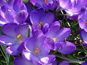 Crocus