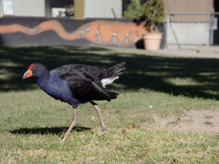 My favourite NZ bird