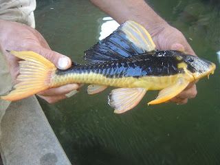 PIER AQUATICS NEW ARRIVALS Hypostomus Auroguttatus