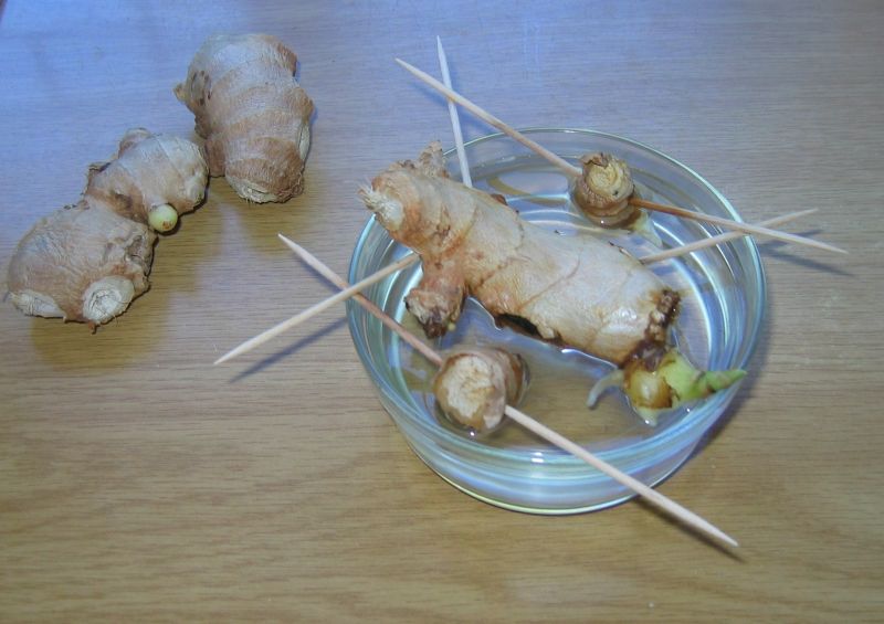 ginger shoots