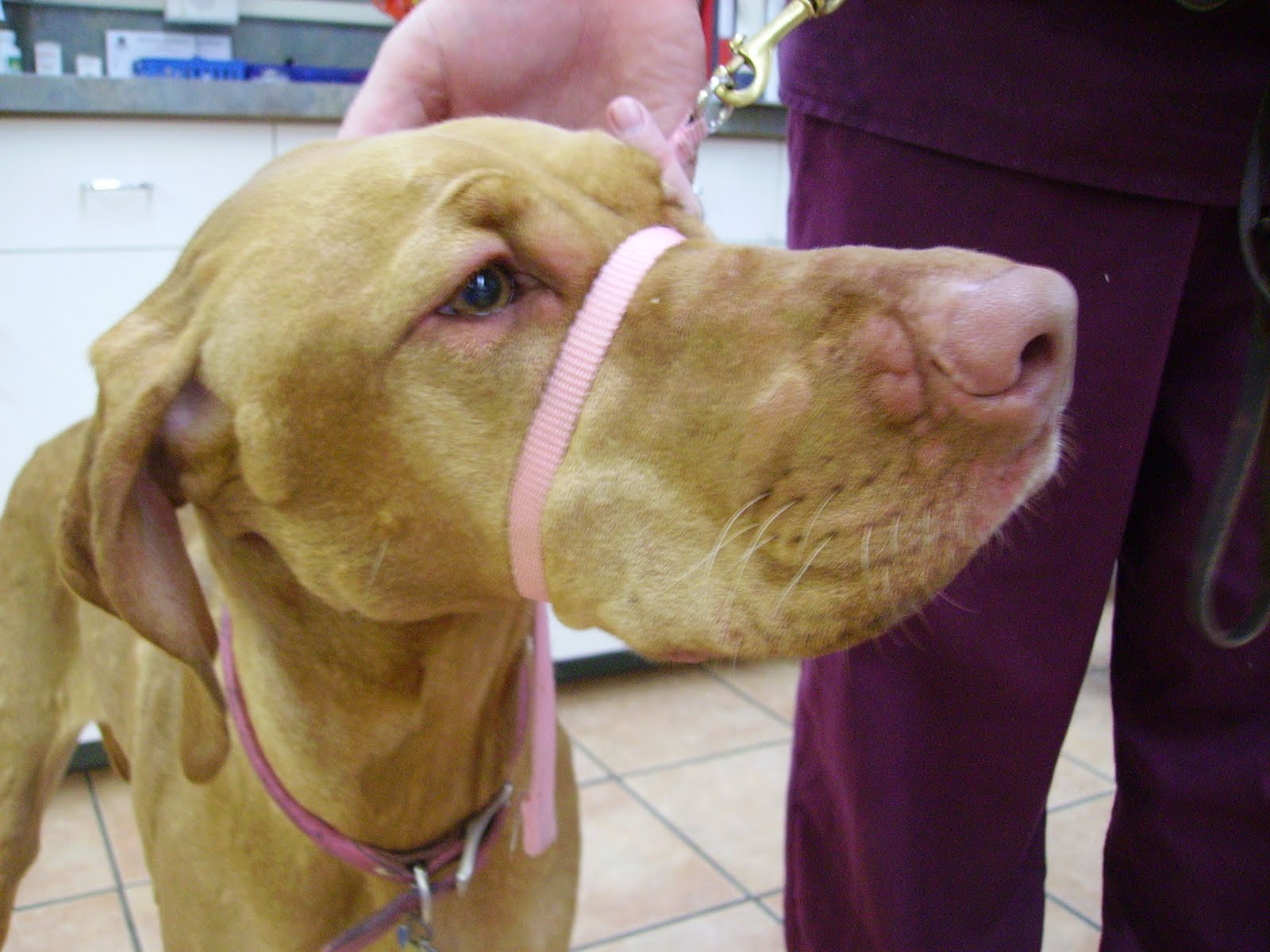 Michigan Veterinary Blog Hives, Allergic Reactions and Swollen Faces