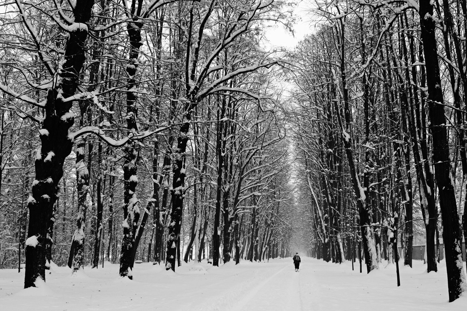 Linear perspective in the work of a photo-graph Linear perspective in the work of a photo-graph