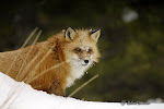 Red Fox Winter 09