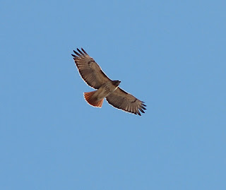 A picture of a Hawk In Flight