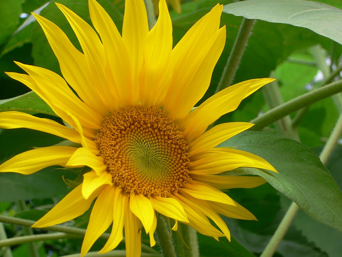 sunflower power