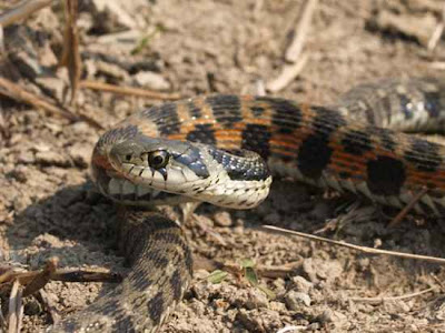 Tiger Keelback