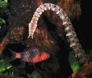 Tentacled Snake (Ular berTentakel)